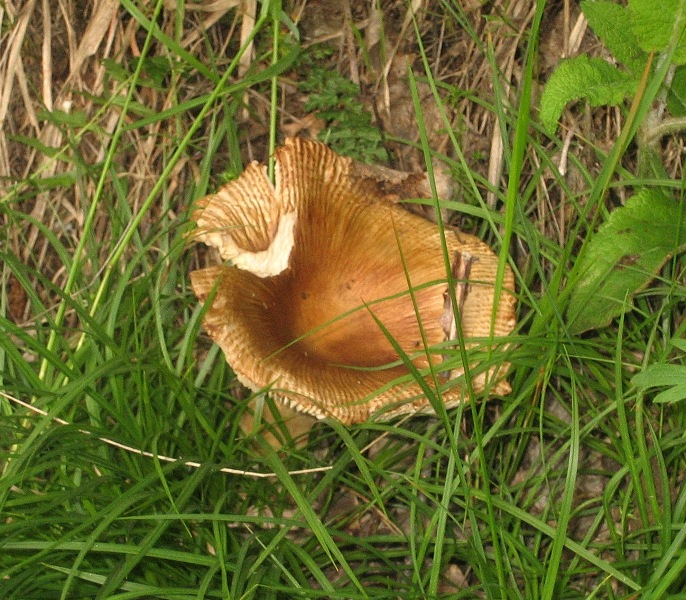 Russula foetens,credo